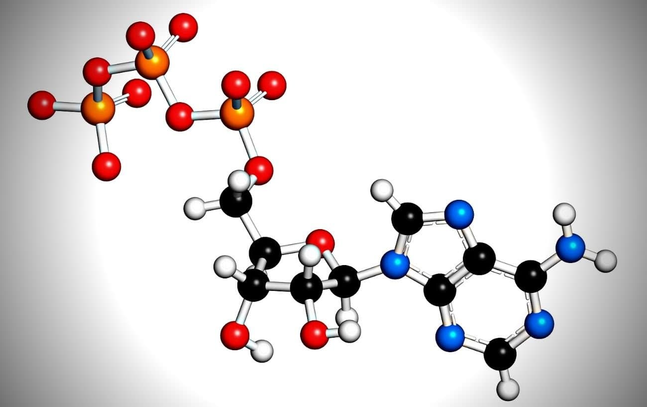 Qu’est-ce que l’ATP ? La source d’énergie de vos cellules